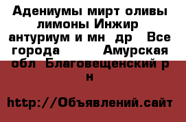 Адениумы,мирт,оливы,лимоны,Инжир, антуриум и мн .др - Все города  »    . Амурская обл.,Благовещенский р-н